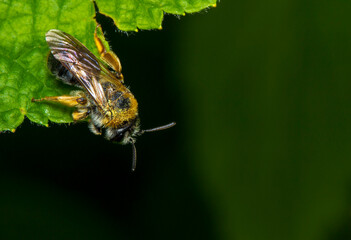 honey bee on a dark background. colorful photo of wildlife. macro photo of an insect. close-up. space for text
