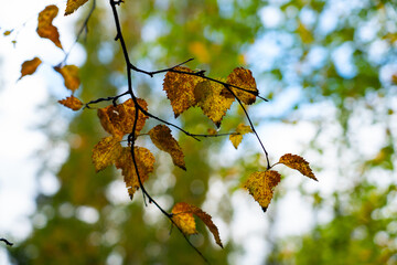 Close-up looking up at yellow birch leaves on a dark branch, set against a bright, blurred sky and green/yellow autumn canopy.