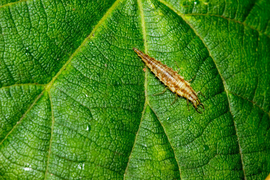 lacewing larva on a green leaf. colorful photo of wildlife. macro photo of an insect. close-up. space for text