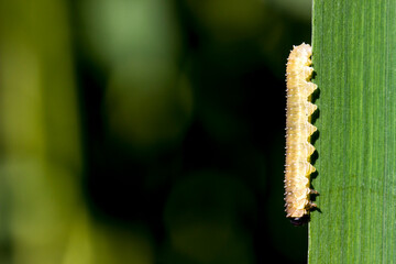 a green caterpillar on a blurred background with highlights and bokeh. a colorful macro photo of an insect. space for text. a beautiful screensaver.