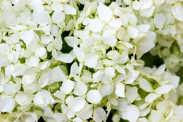 hydrangea on a blurred background with highlights and bokeh. colorful flower macro photo. space for...