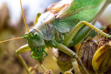 green grasshopper . wildlife. colorful detailed macro photo of an insect. close-up. space for text. screensaver.