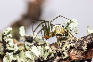 spider web and moss. wildlife. colorful detailed macro photo of an insect. close-up. space for text. screensaver
