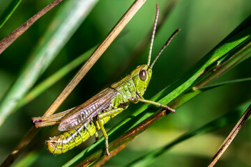 green grasshopper in the grass . wildlife. colorful detailed macro photo of an insect. close-up. space for text. screensaver.