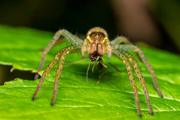 Fototapeta premium spider on a blurred background. wildlife. colorful detailed macro photo of an insect. close-up. space for text. screensaver. bokeh