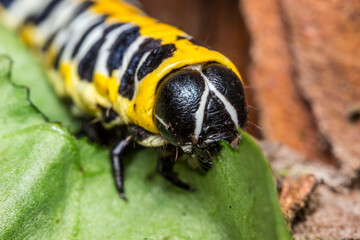 caterpillar of the cabbage butterfly. colorful detailed macro photograph of an insect in the wild. close-up. space for text. screensaver. bokeh