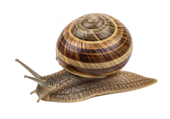 A garden snail with a striped shell crawling, isolated on transparent background