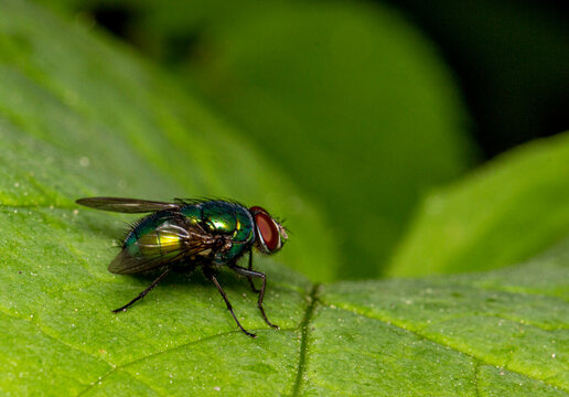 The fly is a green carrion bird with a metallic sheen. colorful macro photography. close-up. space for the text. blurred background with highlights. bokeh.