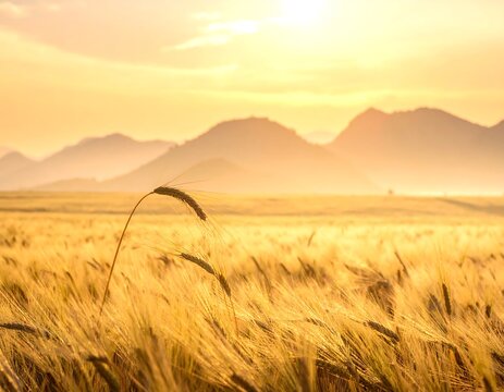 Golden wheat field at sunrise with distant misty mountains, creating serene landscape - Powered by Adobe