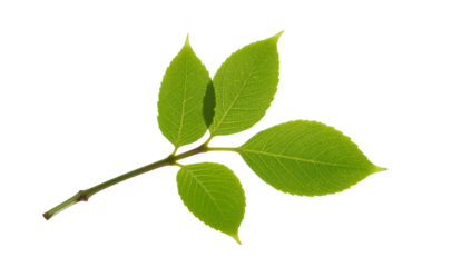 Fresh green leaf isolated on the transparent background with visible veins and five leaflets for botanical and eco concepts