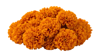 Cluster of fresh vibrant orange marigold blossoms isolated on the transparent background for festive floral arrangements and decoration concepts