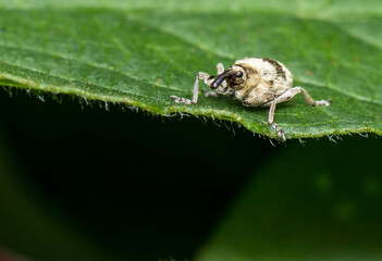 an elephant beetle sits on a green leaf in a blurred background . colorful photo of wildlife. macro photo of an insect. close-up. space for text