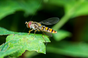 a striped fly on a blurred background. a colorful macro photo of an insect. space for text. a beautiful screensaver.