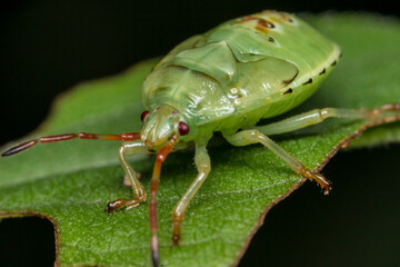 green shield bug. wildlife. colorful detailed macro photo of an insect. close-up. space for text. screensaver. bokeh