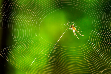 forest spider on a web in the sun on a green background. wildlife. colorful detailed macro photo of...