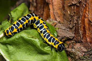 caterpillar. colorful detailed macro photo of an insect in the wild. close-up. space for text. screensaver. bokeh