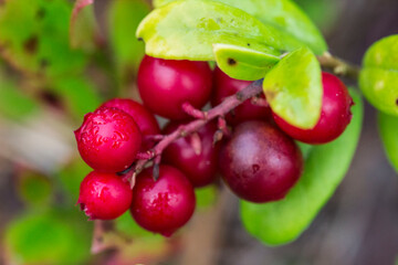 ripe, juicy, red, lingonberries. screensaver. colorful macro photography of wildlife. screensaver. space for text. close-up. bokeh.
