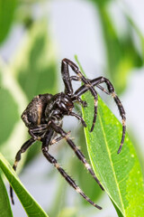 cross spider. on a blurry background. colorful macro photo of an insect. the beauty of wildlife. the screensaver. black spider with a cross