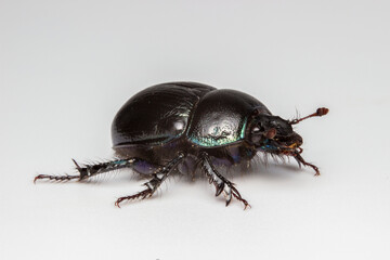 dung beetle. scarab on a light background. colorful macro photo of an insect. close-up. design material. free space.