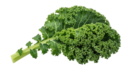 Fresh kale leaf transparent background cutout png