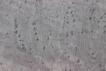 natural wood, with a beautiful pattern. natural gray wood background. wooden board with natural seamless texture. Birdseye Maple, view from above, horizontal