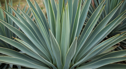 Fototapeta premium Close-up Shot of a Striking Yucca Plant Displaying Its Sharp and Elegant Leaves