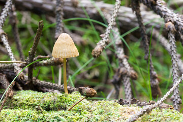 Inedible mushroom Mycena on a blurred background with highlights and bokeh. colorful mushroom macro photo. space for text. beautiful screensaver. close-up.