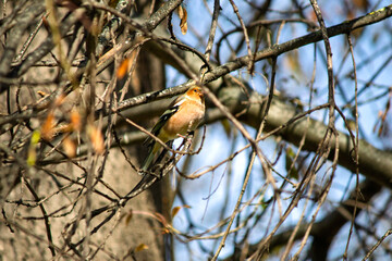 Ornithology. A chaffinch (Fringilla coelebs) perched on a tree. Bird, animal idea concept. Alone chaffinch. Nature. 
