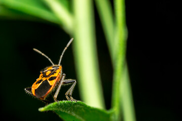 predatory bug . wildlife. colorful detailed macro photo of an insect. close-up. space for text. screensaver. bokeh