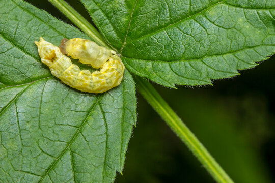apple tree caterpillar. wildlife. colorful detailed macro photo of an insect. close-up. space for text. screensaver. bokeh