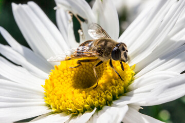 hoverfly on a white chamomile flower. wildlife. colorful detailed macro photo of an insect. close-up. space for text. screensaver. bokeh