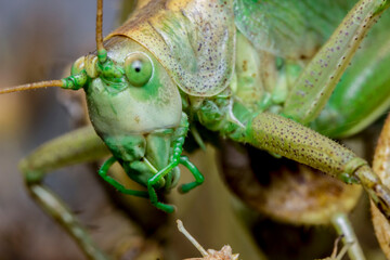 green grasshopper. head. insect portrait. colorful detailed macro photograph of an insect. close-up. text space. compound eyes. screensaver