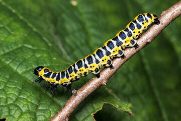 a beautiful colorful caterpillar on a green background with highlights. a colorful detailed macro photograph of an insect in the wild. close-up. space for text. screensaver