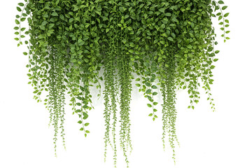 Green hanging foliage with long trailing vines, isolated on white background, perfect for natural decoration, botanical design elements, eco-friendly themes, interior decor and landscaping concepts
