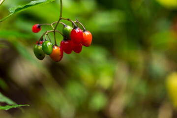 clusters of red nightshade berries . colorful detailed macro photography of berries. blurred background with highlights, bokeh. space for text. natural beauty. close-up.