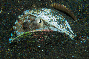 Coconut octopus using seashells for protection on sandy seabed in Indonesia © Leon Burda