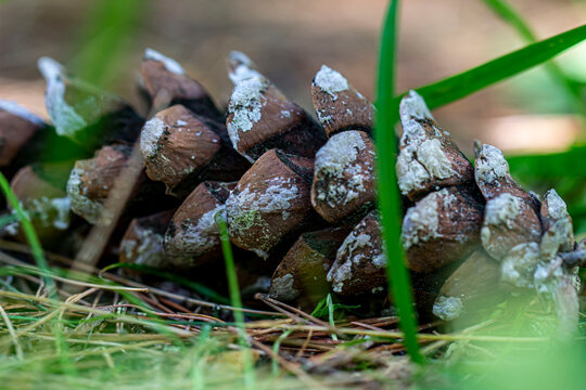 pine cones on the needles. blurred background with highlights and bokeh. close-up. colorful flower photo. natural lighting.