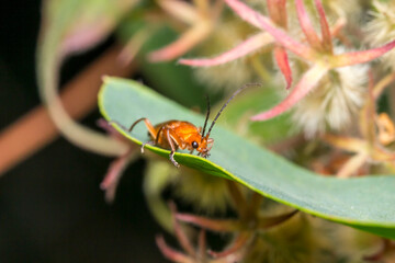 a soft-bodied beetle on a colorful background with highlights and bokeh. space for text. a colorful macro photo of an insect. close-up. screensaver.