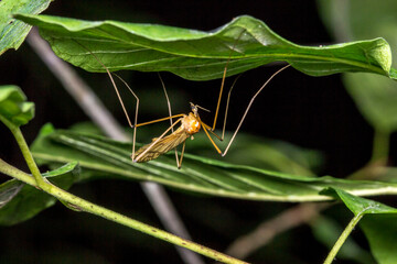 Karamora mosquito. wildlife. colorful detailed macro photo of an insect. close-up. space for text. screensaver. bokeh