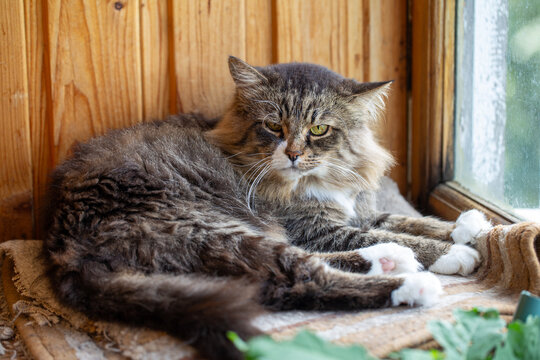 A beautiful long-haired tabby cat with white paws lies comfortably on a rug next to a window. The fluffy feline features a serious or grumpy expression against a rustic wooden background - Powered by Adobe
