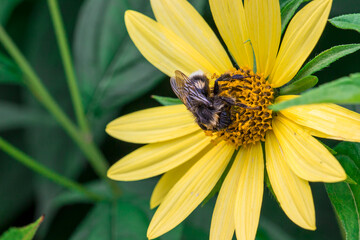flower reproduction. flower pollination by insects. natural plant reproduction. symbiosis. bumblebee on a flower. blurred background. space for text.