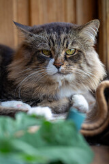 A vertical close-up portrait of a long-haired tabby cat with a serious expression. The fluffy feline looks directly at the camera, framed by blurred green leaves in the foreground