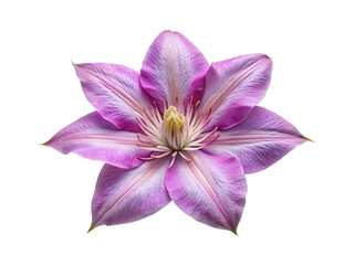 Fototapeta premium Closeup studio shot of a beautiful purple Clematis flower with symmetrical petals