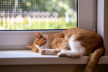 A peaceful ginger and white cat sleeps curled up on a white window sill bathed in sunlight. Behind the resting pet, a window safety mesh screen is clearly visible against a blurred green background.