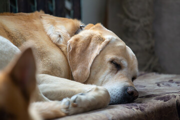 A peaceful close-up profile view of a yellow Labrador Retriever dog sleeping deeply. The tired pet rests its head on its paws with eyes closed, conveying total relaxation and comfort