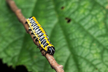 black-and-yellow-and-white caterpillar. colorful detailed macro photo of an insect in the wild. close-up. space for text. screensaver
