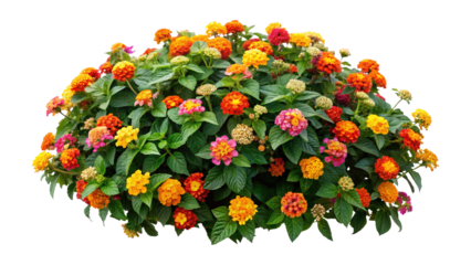 Closeup view of vibrant lantana flowers with a green leaves background