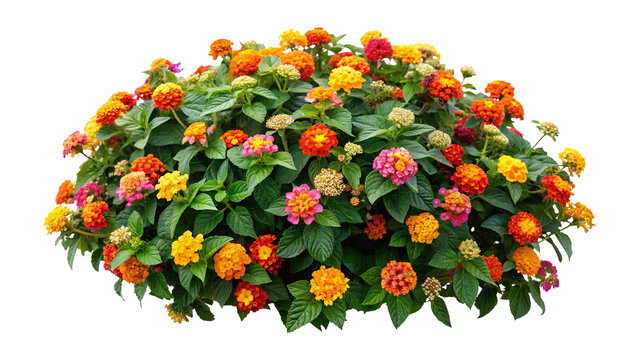 Closeup view of vibrant lantana flowers with a green leaves background - Powered by Adobe
