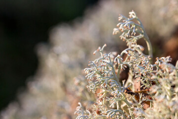 white moss lichen close-up. detailed photo. screensaver. colorful macro photography of wildlife....