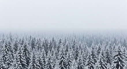 Mystical winter forest landscape with snow-covered evergreen trees disappearing into soft fog, evoking peace, tranquility and the magic of the holiday season